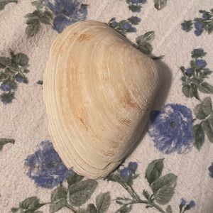 A sea shell